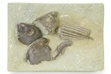 Fossil Crinoid (Macrocrinus) and Gastropods (Platyceras) - Indiana #325652-1